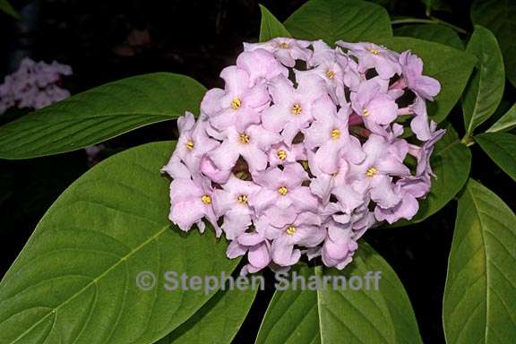 luculia gratissima 1 graphic